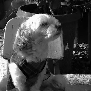 Meet your Posher, Dee